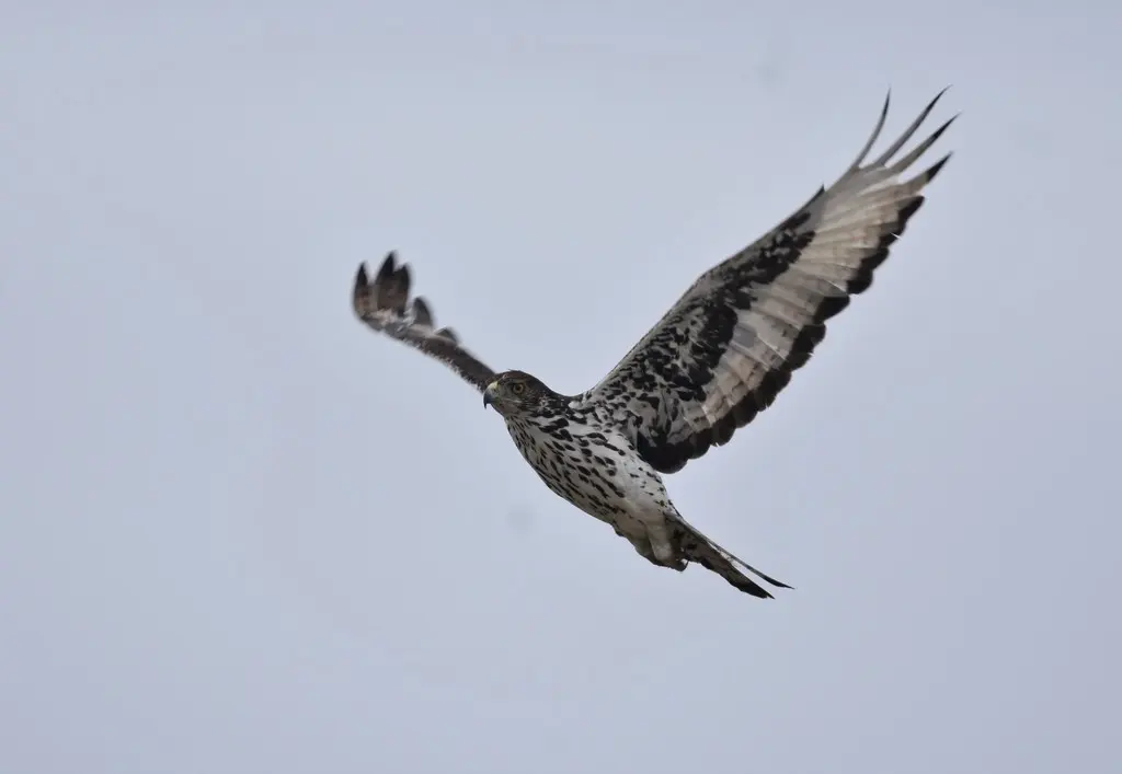 非洲隼雕(Aquila spilogaster)