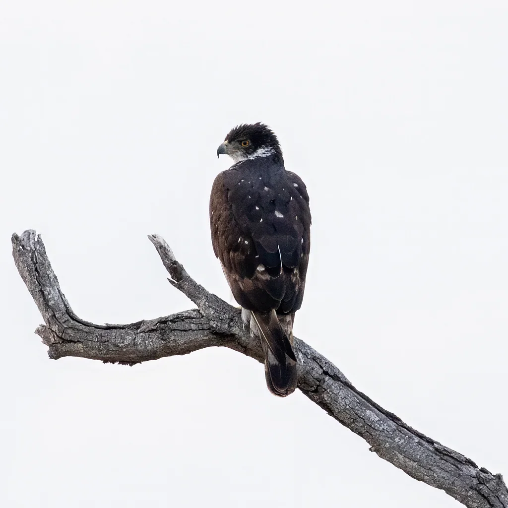 非洲隼雕(Aquila spilogaster)