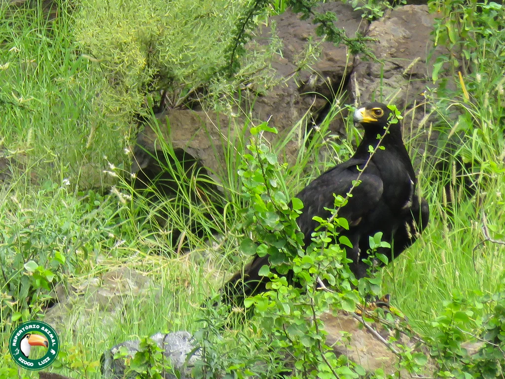 黑雕（Aquila verreauxii）