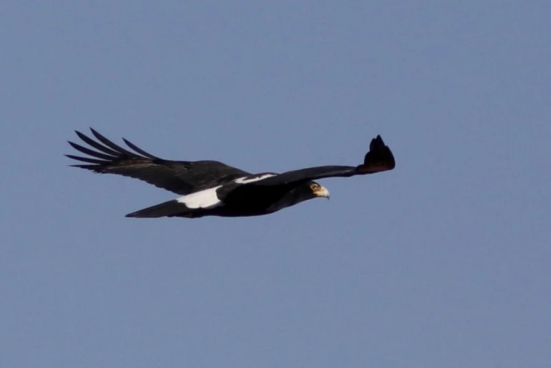 黑雕（Aquila verreauxii）