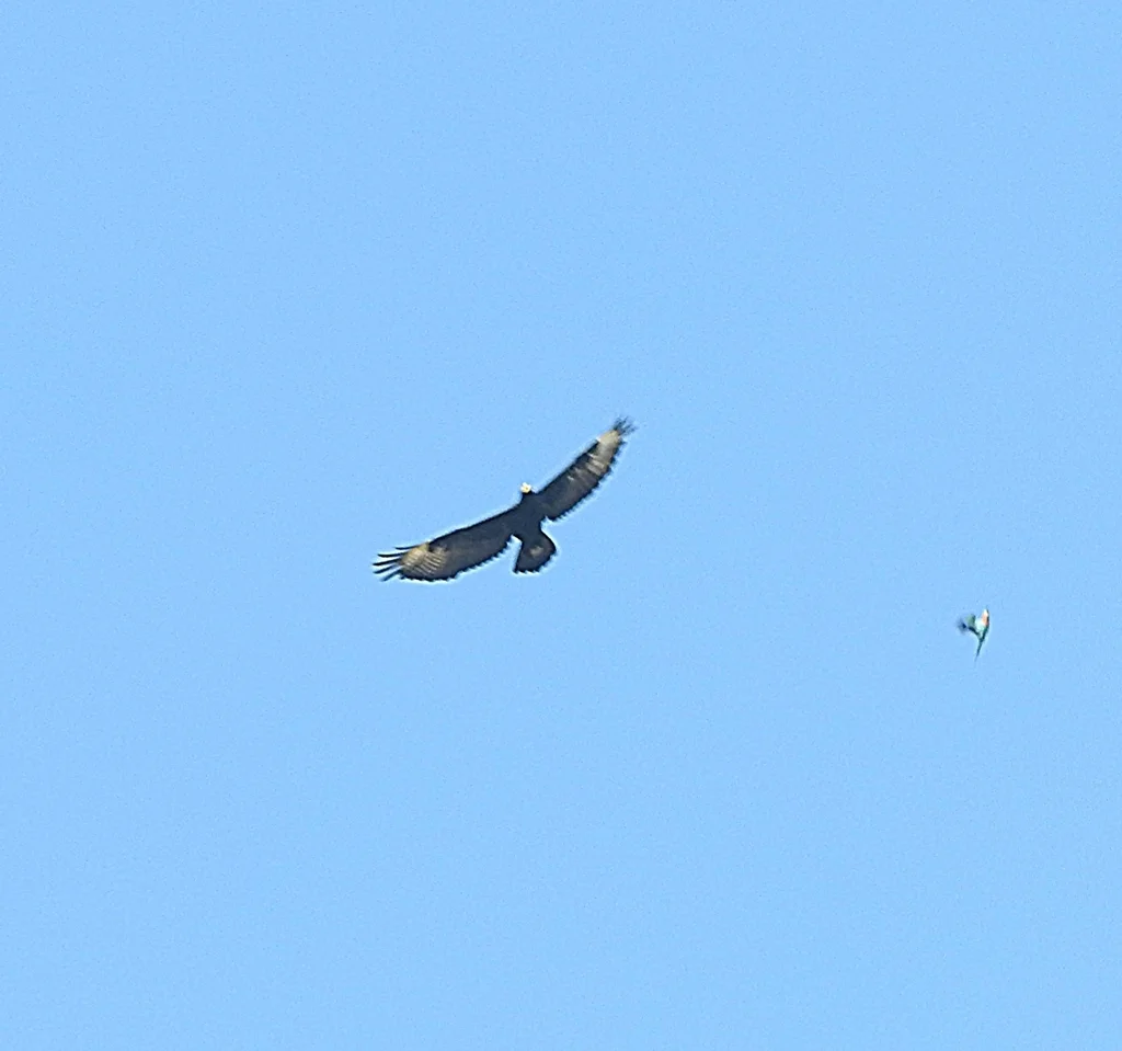 黑雕（Aquila verreauxii）