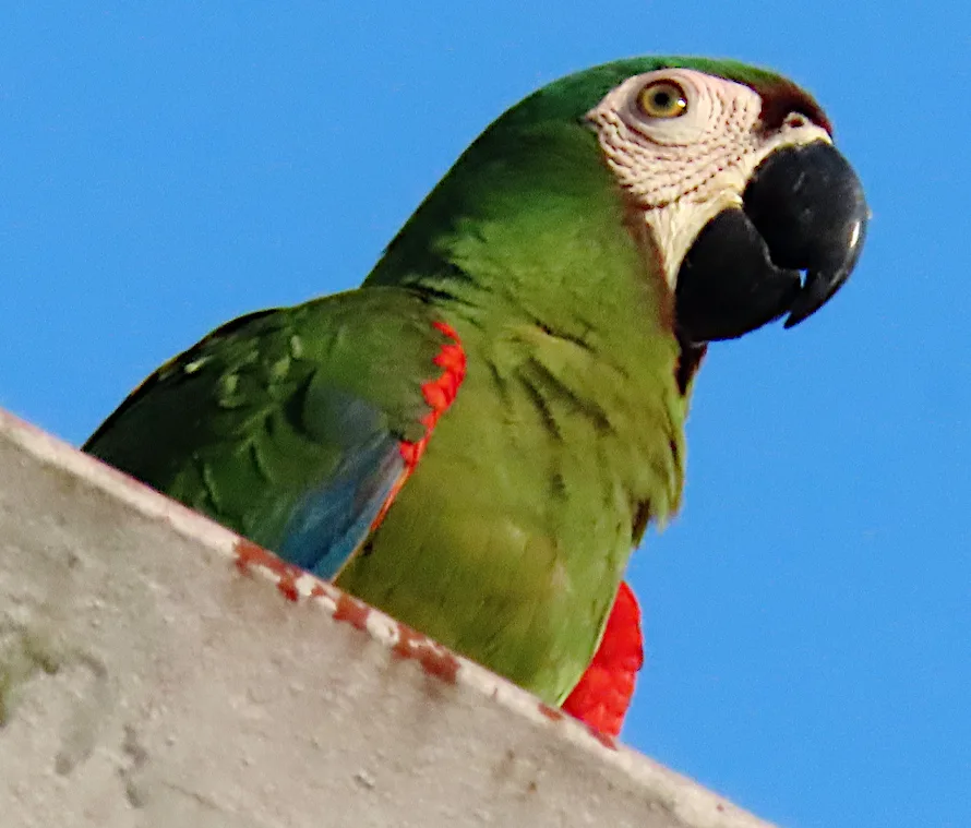 栗额金刚鹦鹉（Ara severus）
