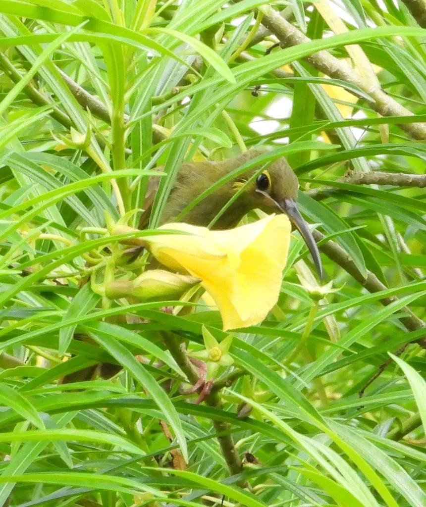 小黄耳捕蛛鸟（Arachnothera chrysogenys）