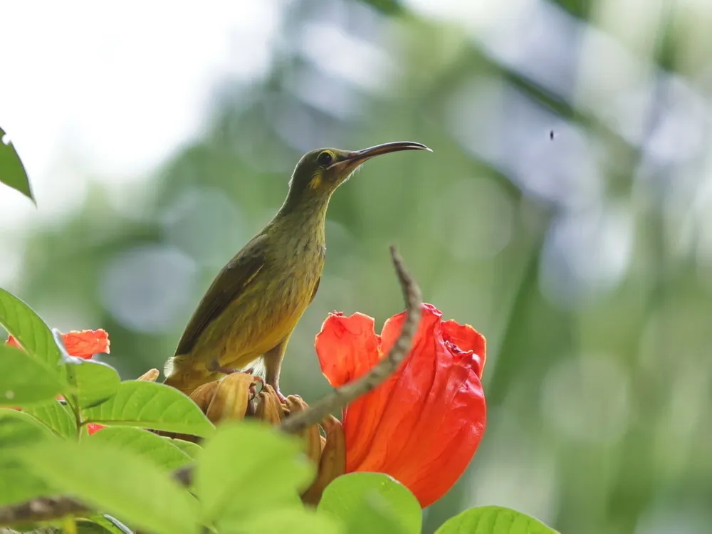 小黄耳捕蛛鸟（Arachnothera chrysogenys）