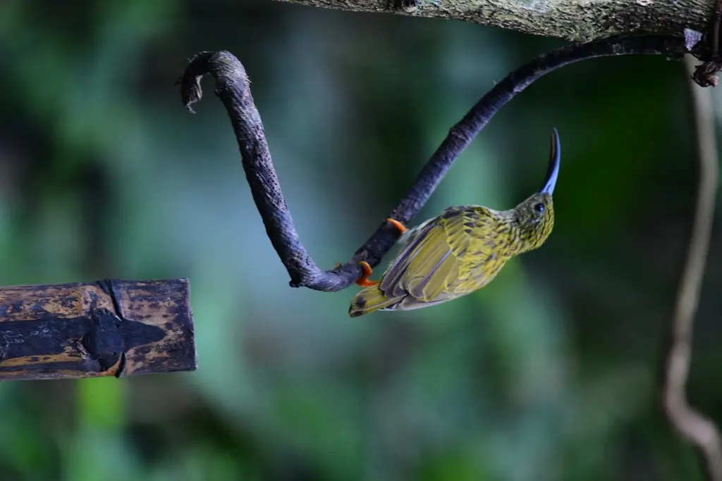 纹胸捕蛛鸟(Arachnothera robusta)