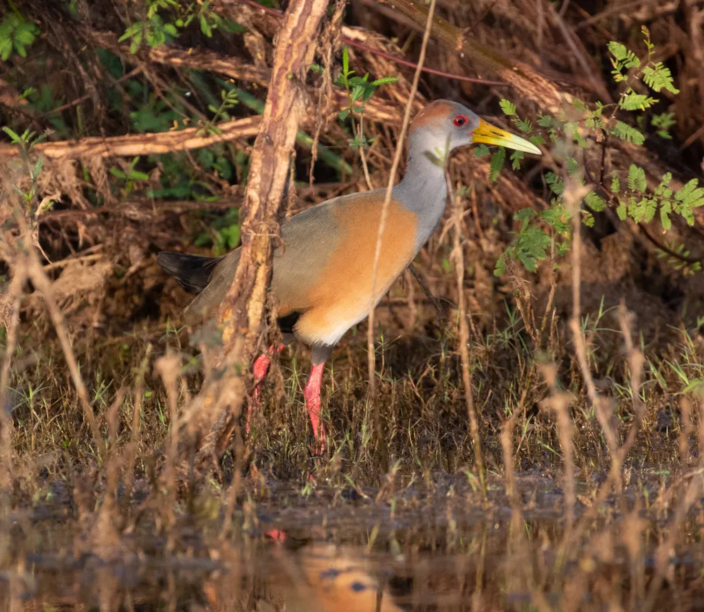 白腹林秧鸡（Aramides albiventris）