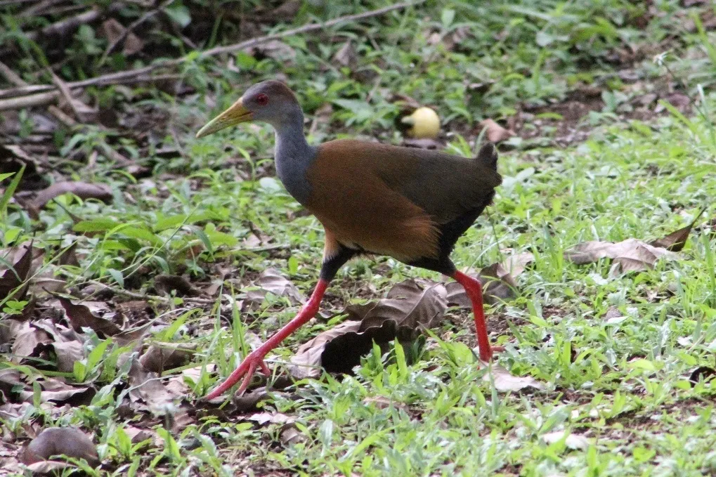 白腹林秧鸡（Aramides albiventris）