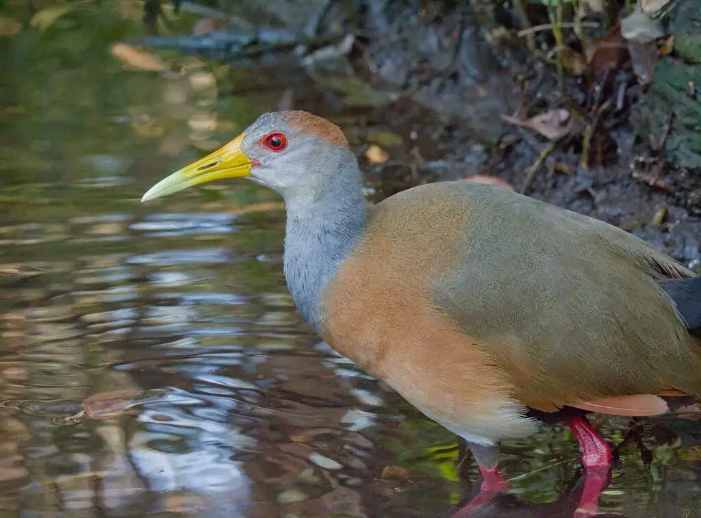 白腹林秧鸡（Aramides albiventris）