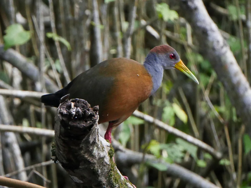 白腹林秧鸡（Aramides albiventris）
