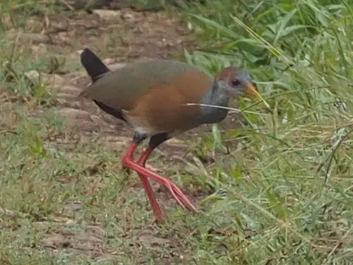 白腹林秧鸡（Aramides albiventris）