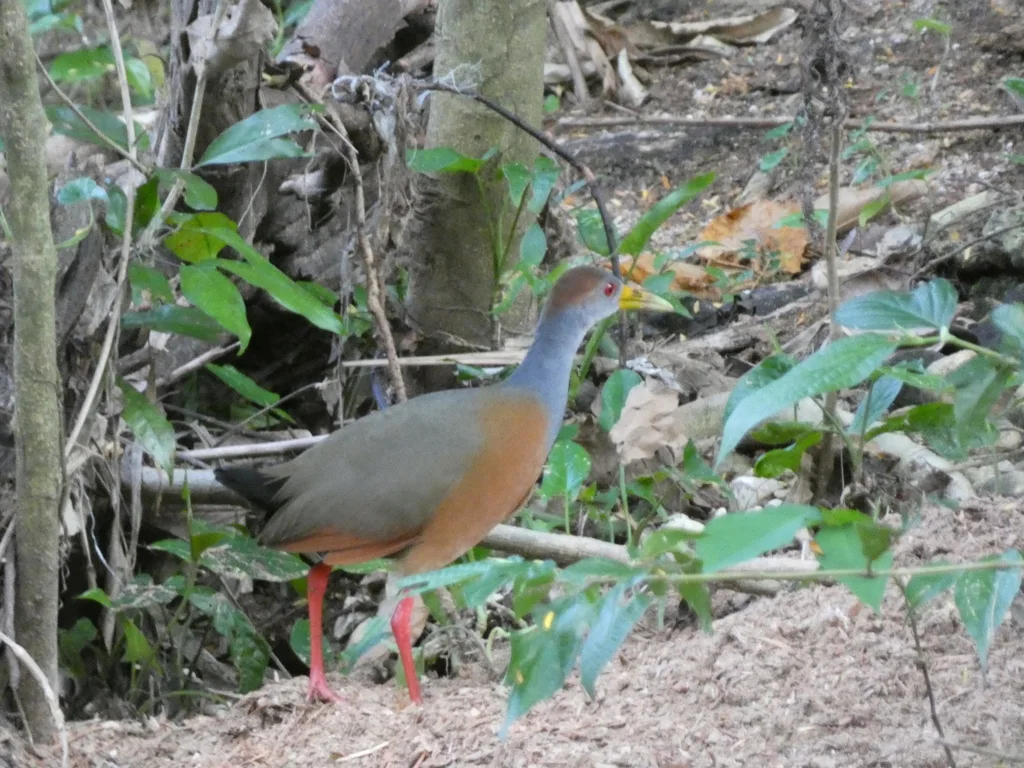 白腹林秧鸡（Aramides albiventris）