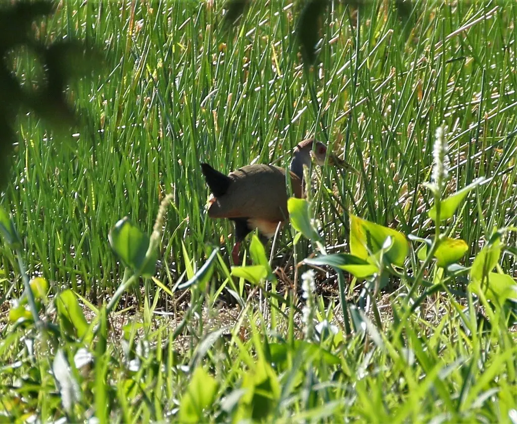 白腹林秧鸡（Aramides albiventris）