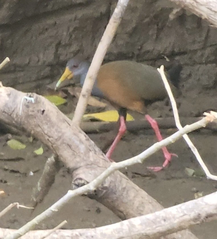 白腹林秧鸡（Aramides albiventris）
