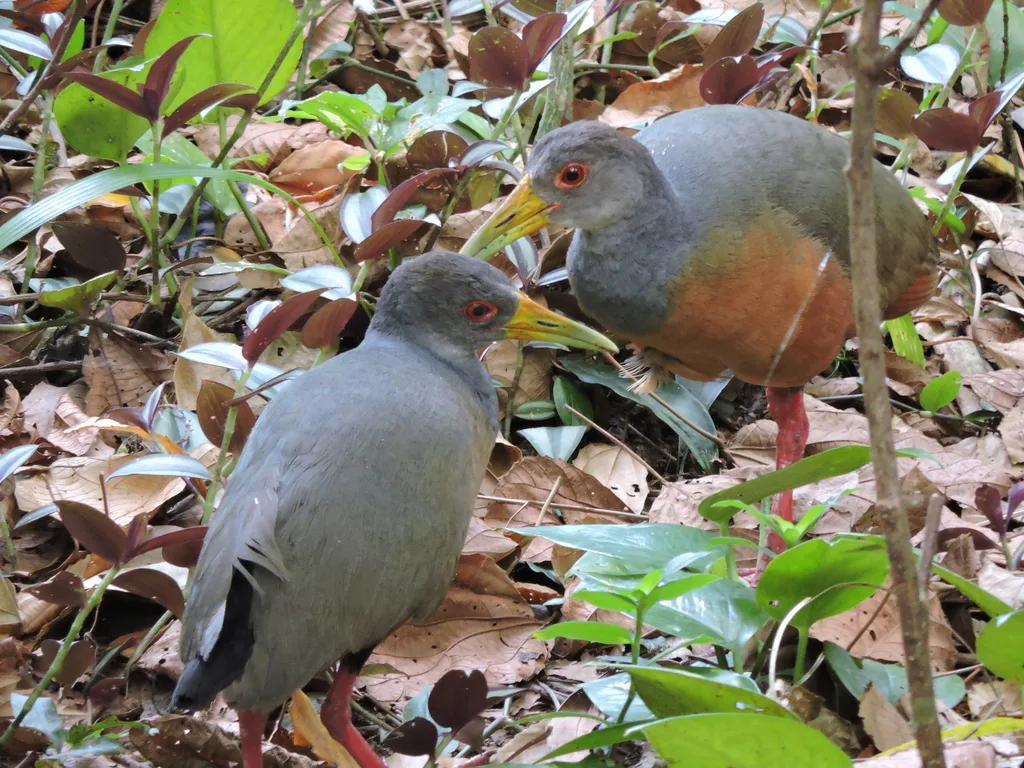 灰颈林秧鸡(Aramides cajaneus)