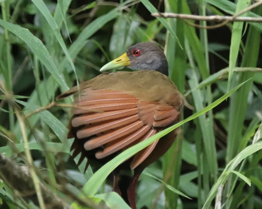 灰颈林秧鸡(Aramides cajaneus)