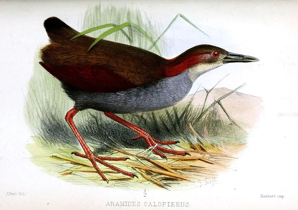 红翅林秧鸡(Aramides calopterus)