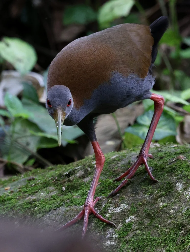 灰胸林秧鸡(Aramides saracura)