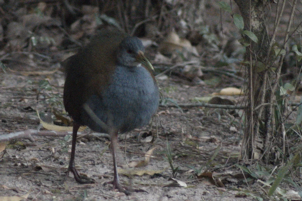 灰胸林秧鸡(Aramides saracura)