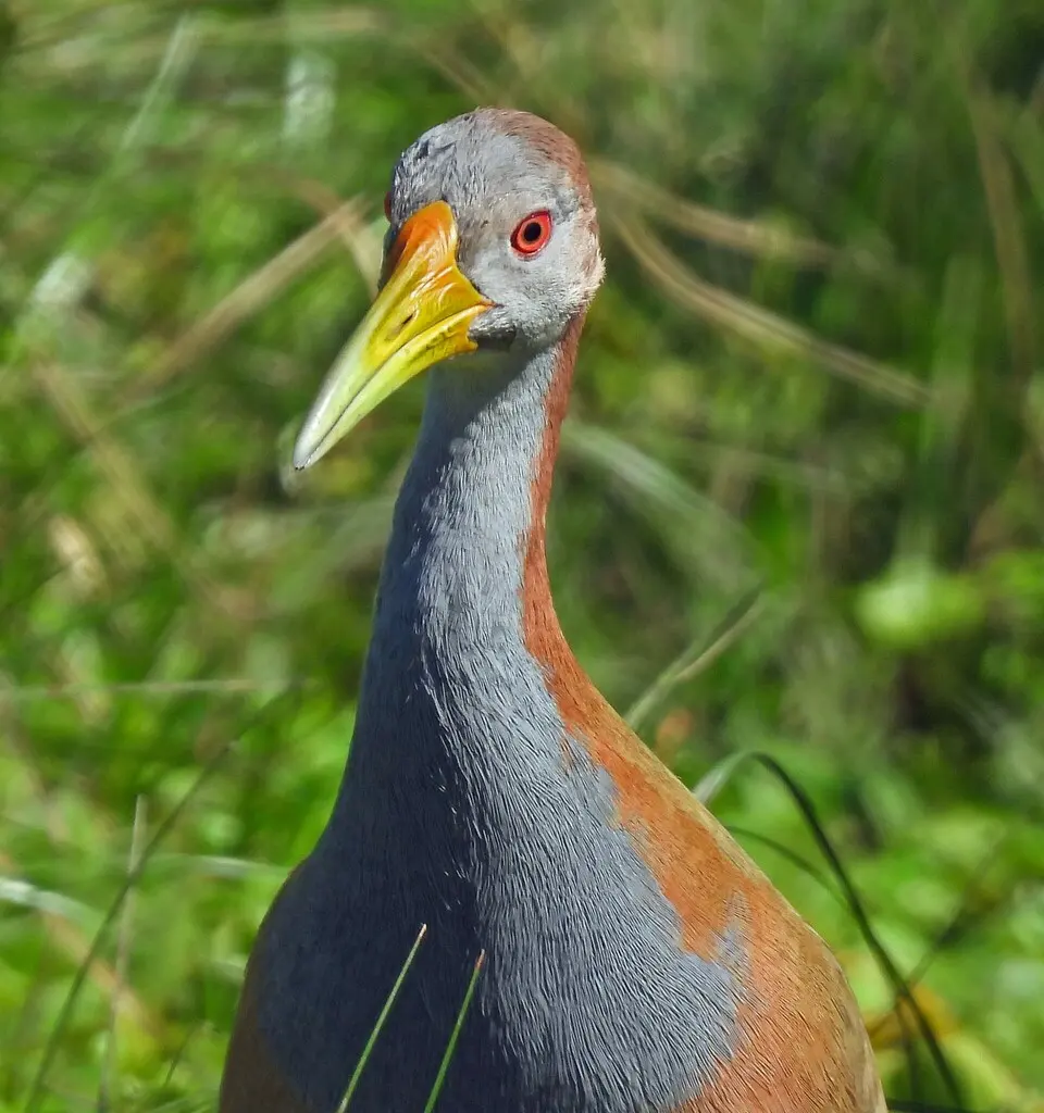 大林秧鸡(Aramides ypecaha)