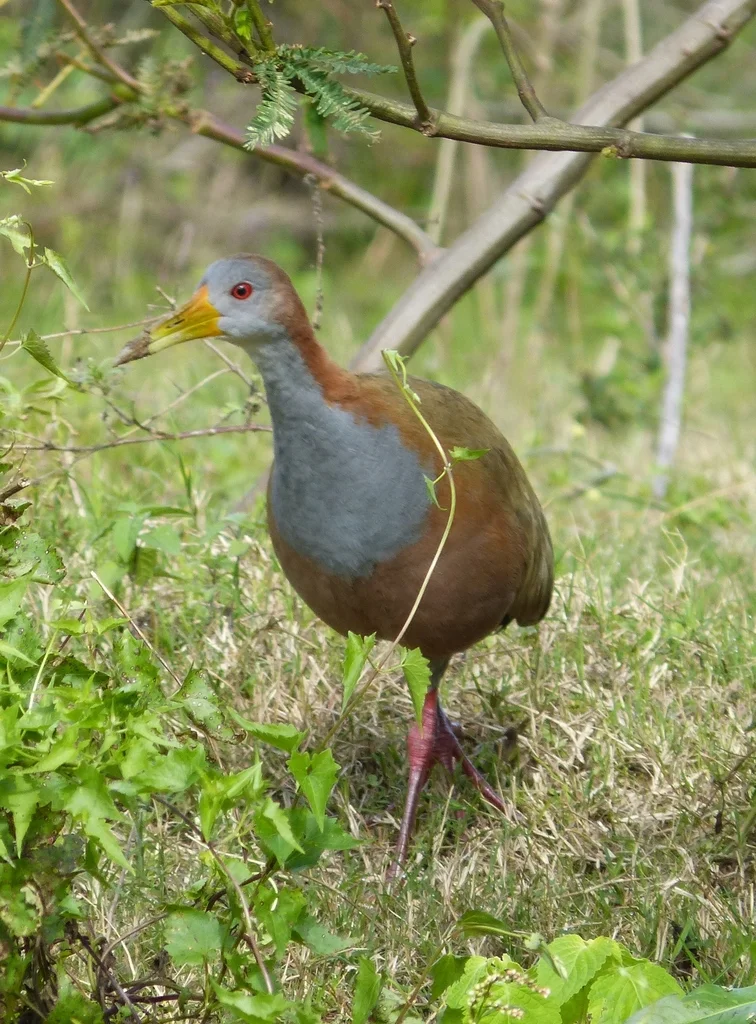 大林秧鸡(Aramides ypecaha)