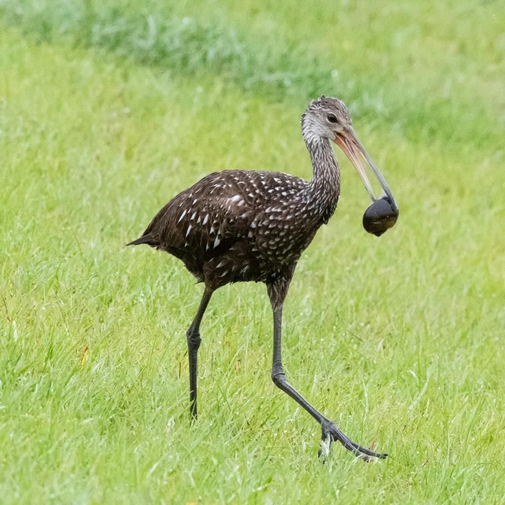 秧鹤(Aramus guarauna)