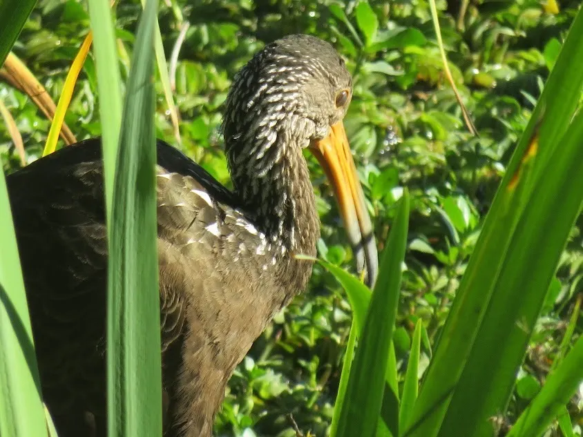 秧鹤(Aramus guarauna)