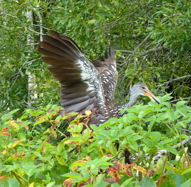 秧鹤(Aramus guarauna)