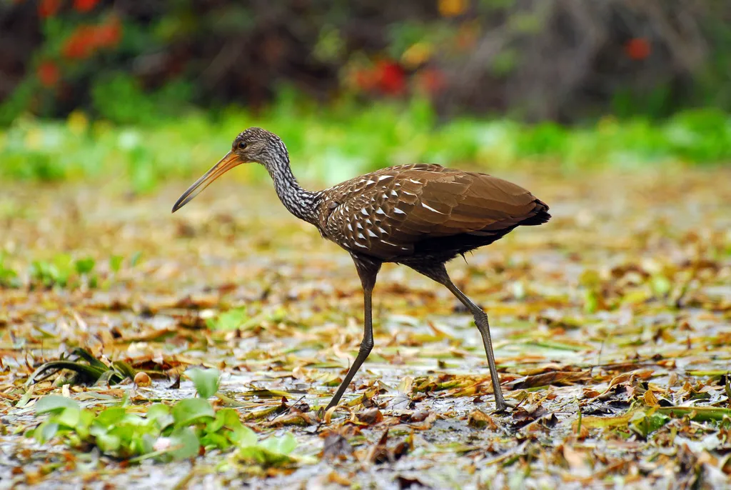 秧鹤(Aramus guarauna)