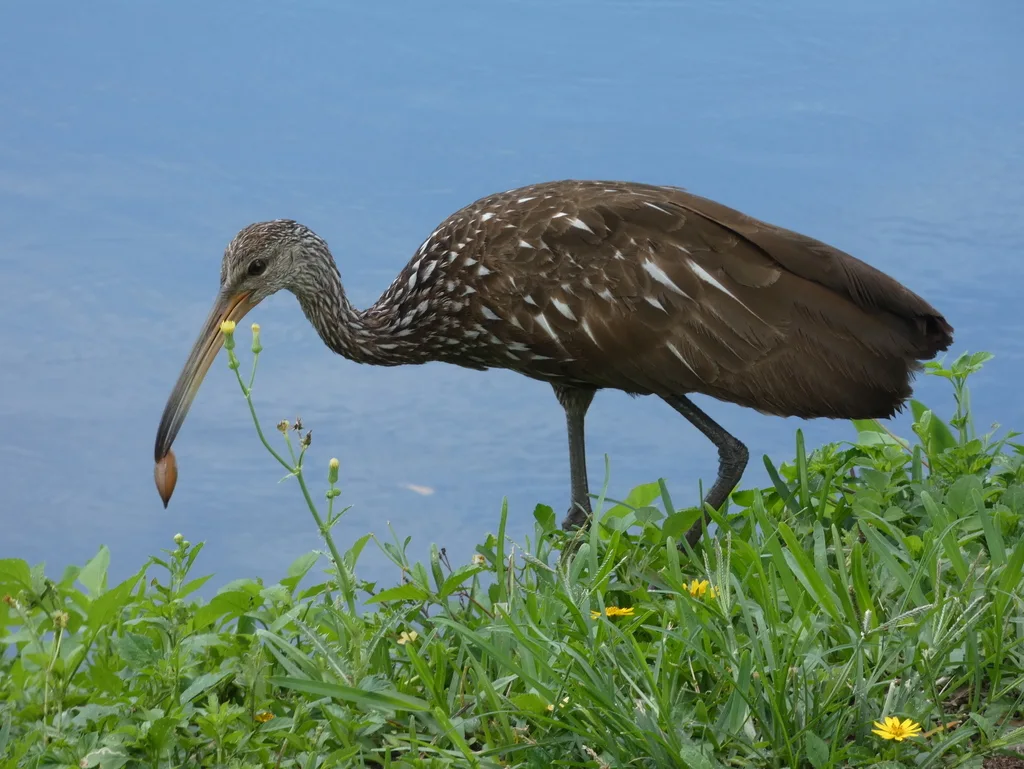 秧鹤(Aramus guarauna)