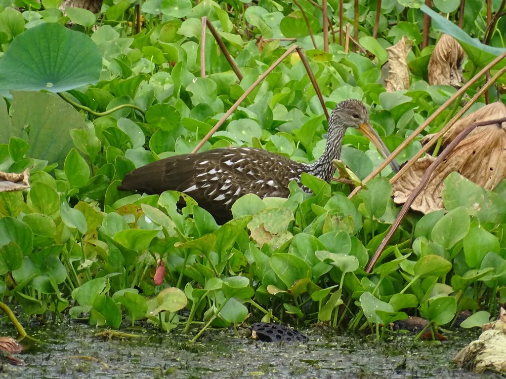 秧鹤(Aramus guarauna)
