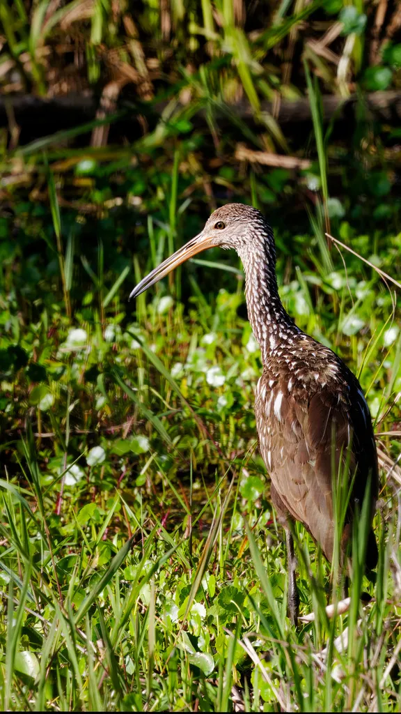 秧鹤(Aramus guarauna)