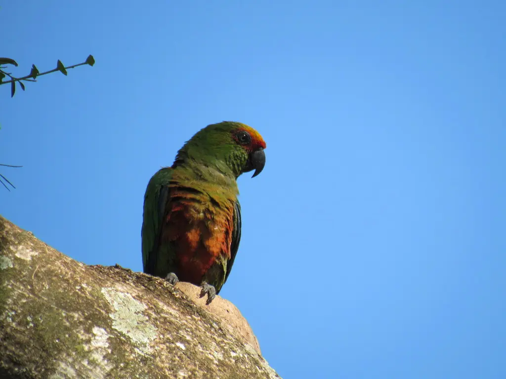 金帽鹦哥(Aratinga auricapillus)