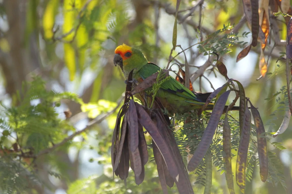 金帽鹦哥(Aratinga auricapillus)