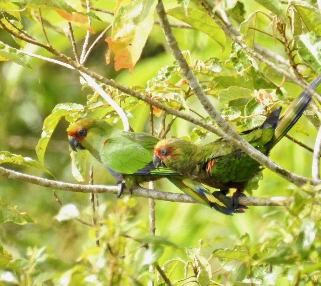 金帽鹦哥(Aratinga auricapillus)