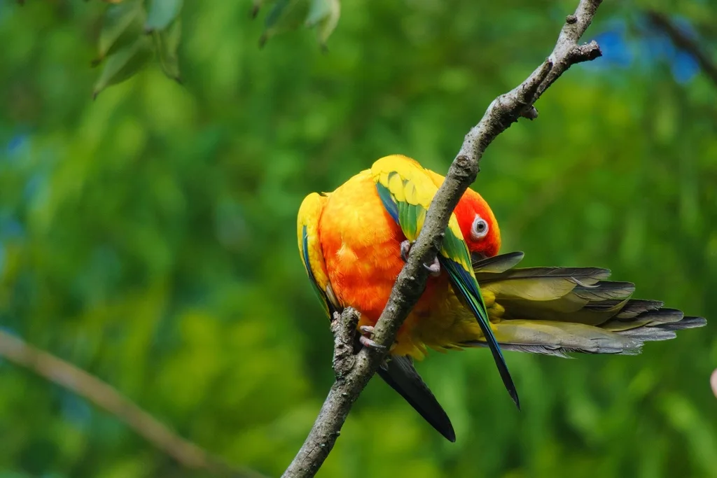 金黄鹦哥(Aratinga solstitialis)