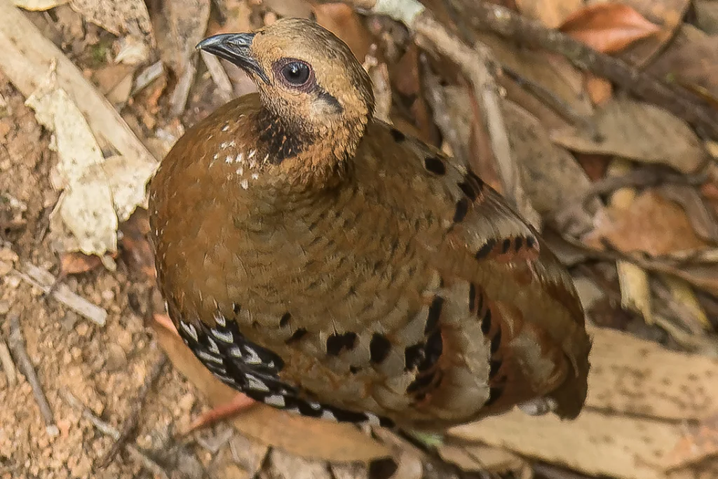 栗头山鹧鸪(Arborophila cambodiana)