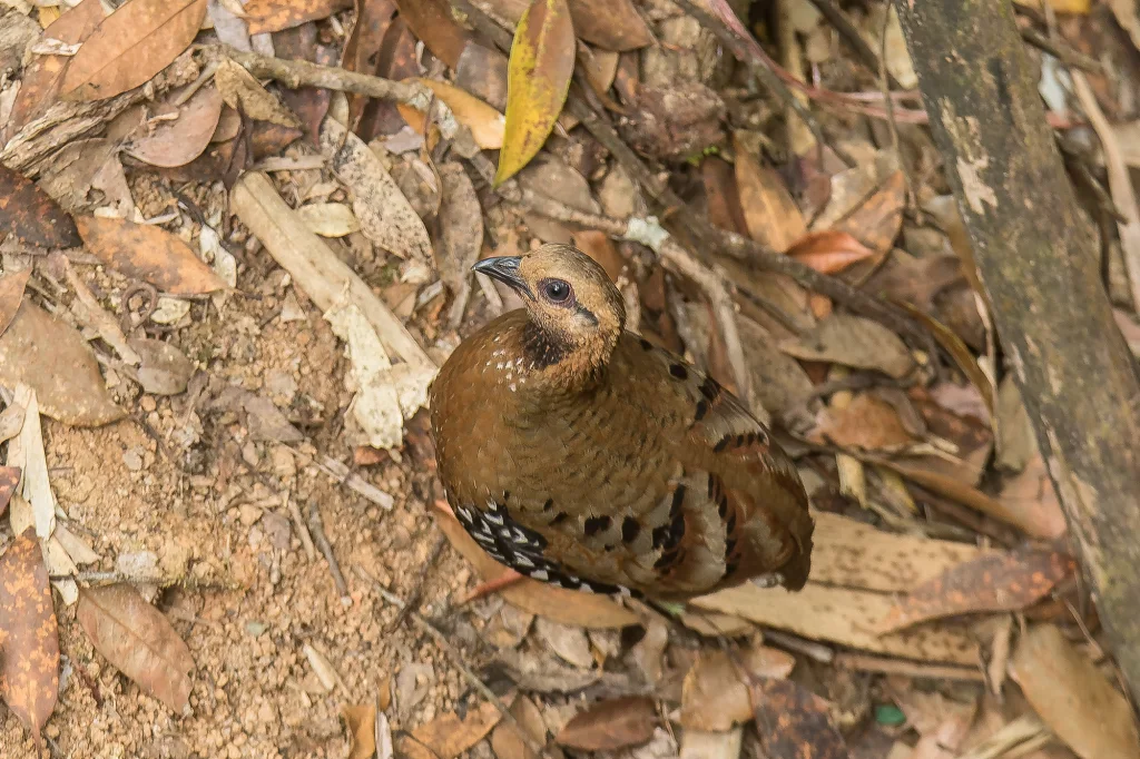 栗头山鹧鸪(Arborophila cambodiana)
