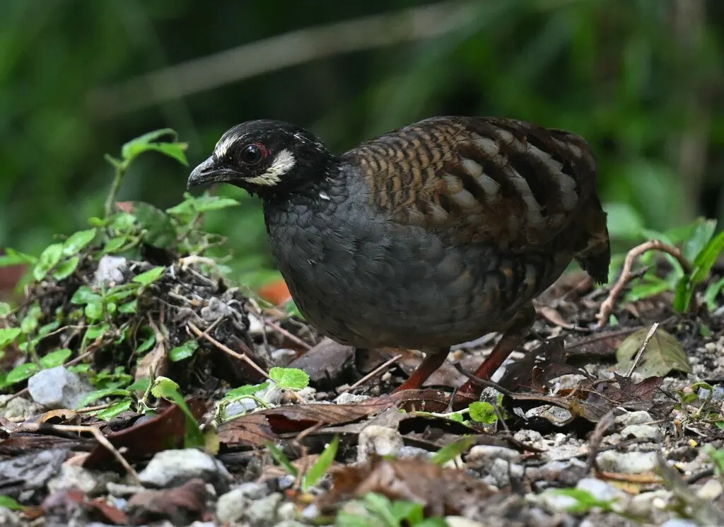 马来山鹧鸪(Arborophila campbelli)