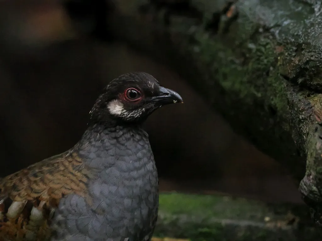 马来山鹧鸪(Arborophila campbelli)