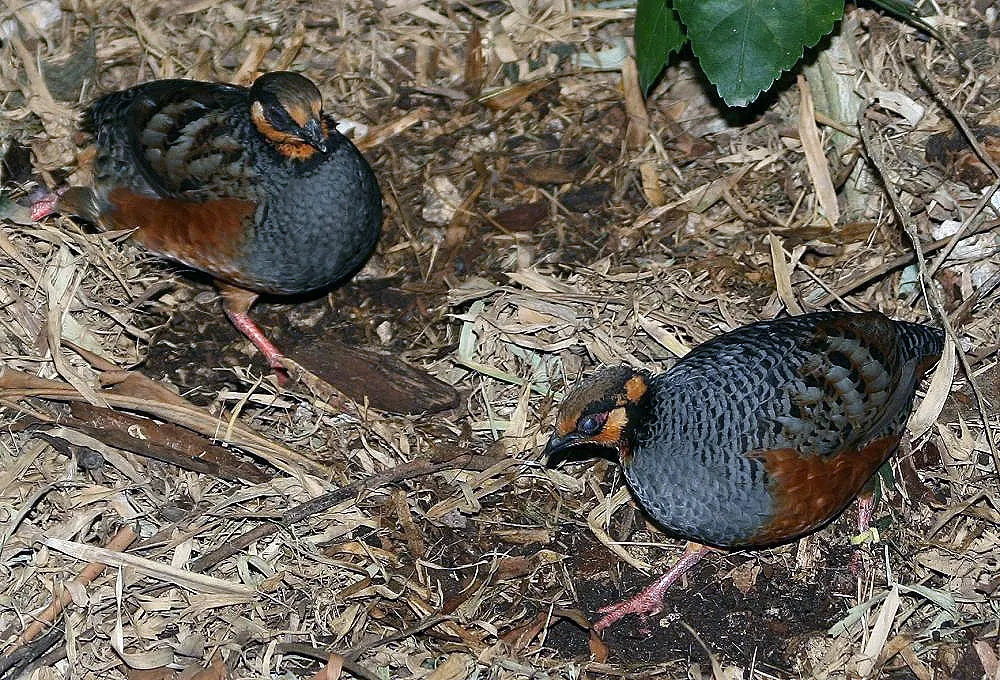 棕腹山鹧鸪(Arborophila javanica)