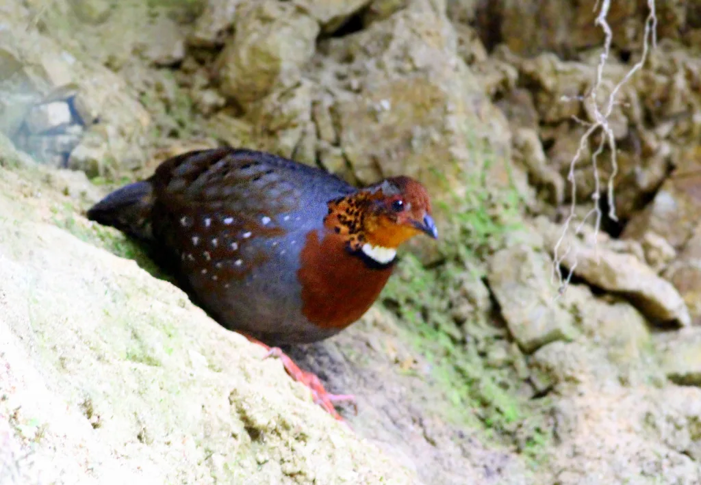 红胸山鹧鸪(Arborophila mandellii)