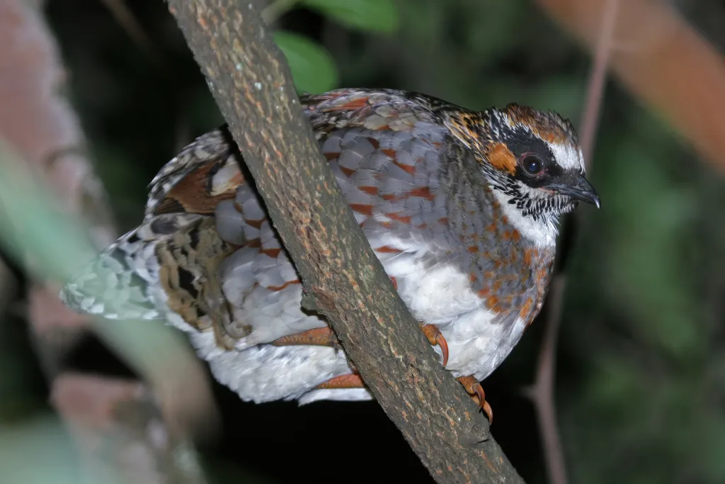 四川山鹧鸪（Arborophila rufipectus）