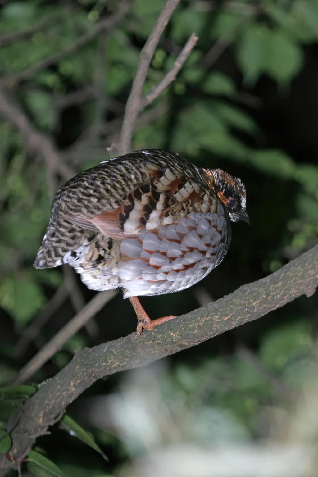 四川山鹧鸪（Arborophila rufipectus）