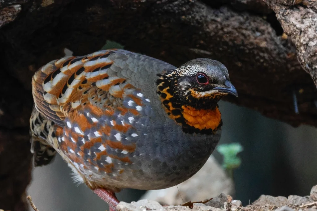 红喉山鹧鸪(Arborophila rufogularis)