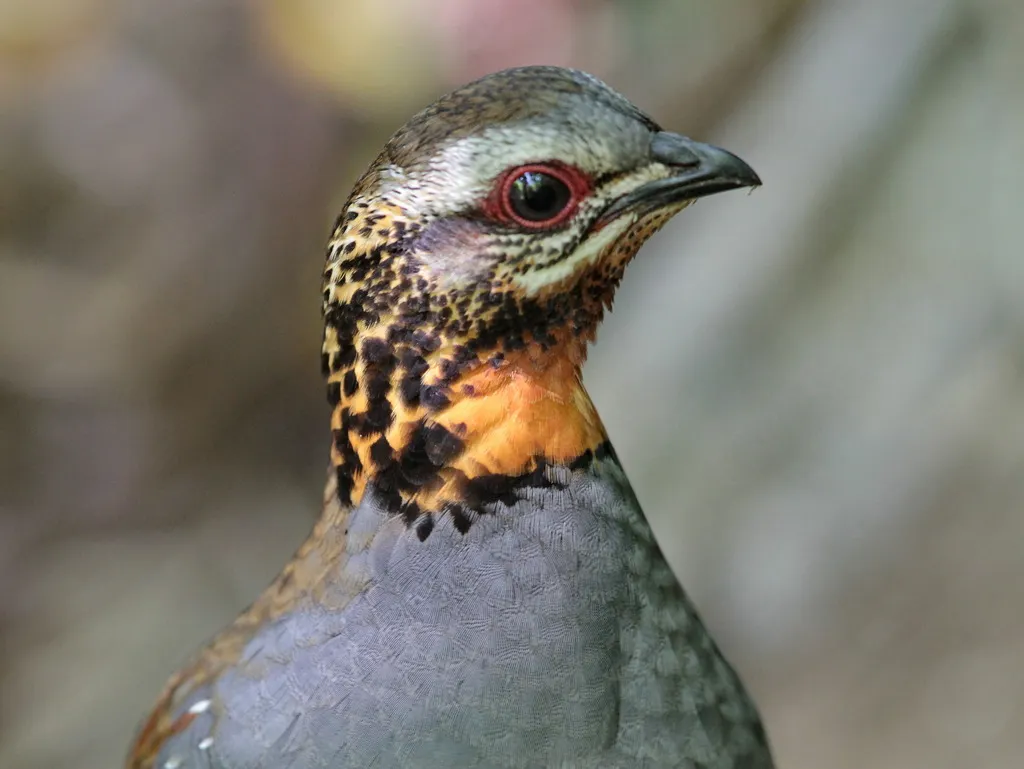 红喉山鹧鸪(Arborophila rufogularis)