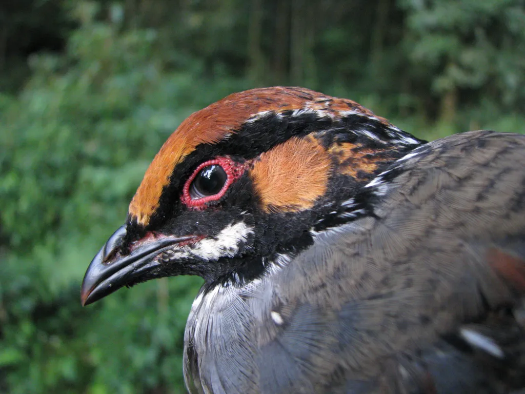 环颈山鹧鸪(Arborophila torqueola)