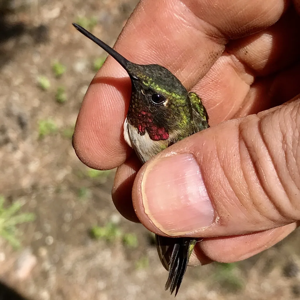 红喉北蜂鸟(Archilochus colubris)
