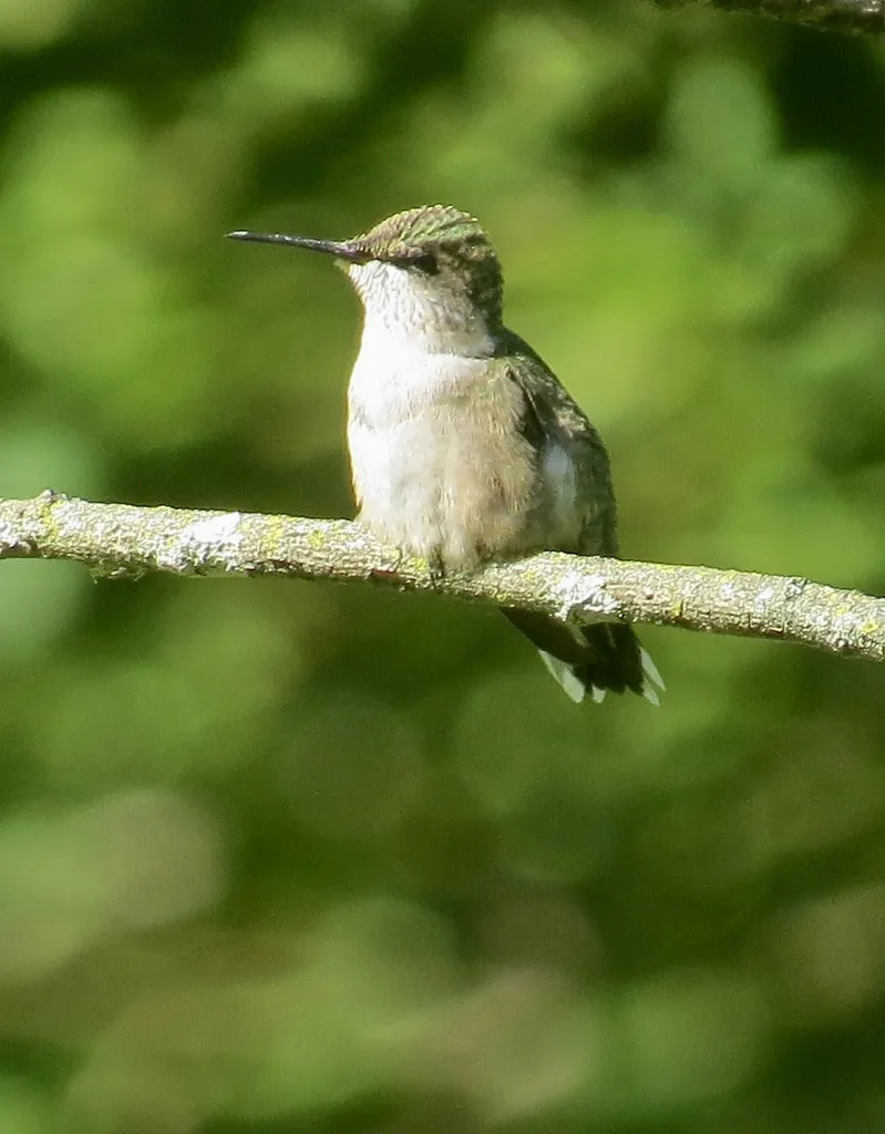 红喉北蜂鸟(Archilochus colubris)