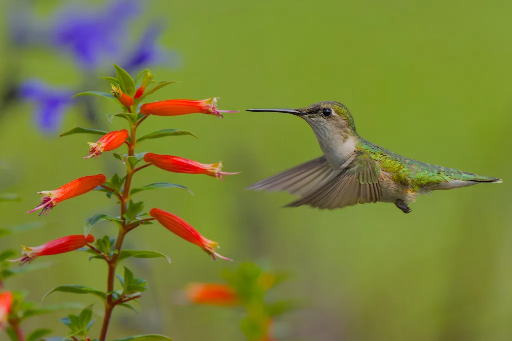 红喉北蜂鸟(Archilochus colubris)
