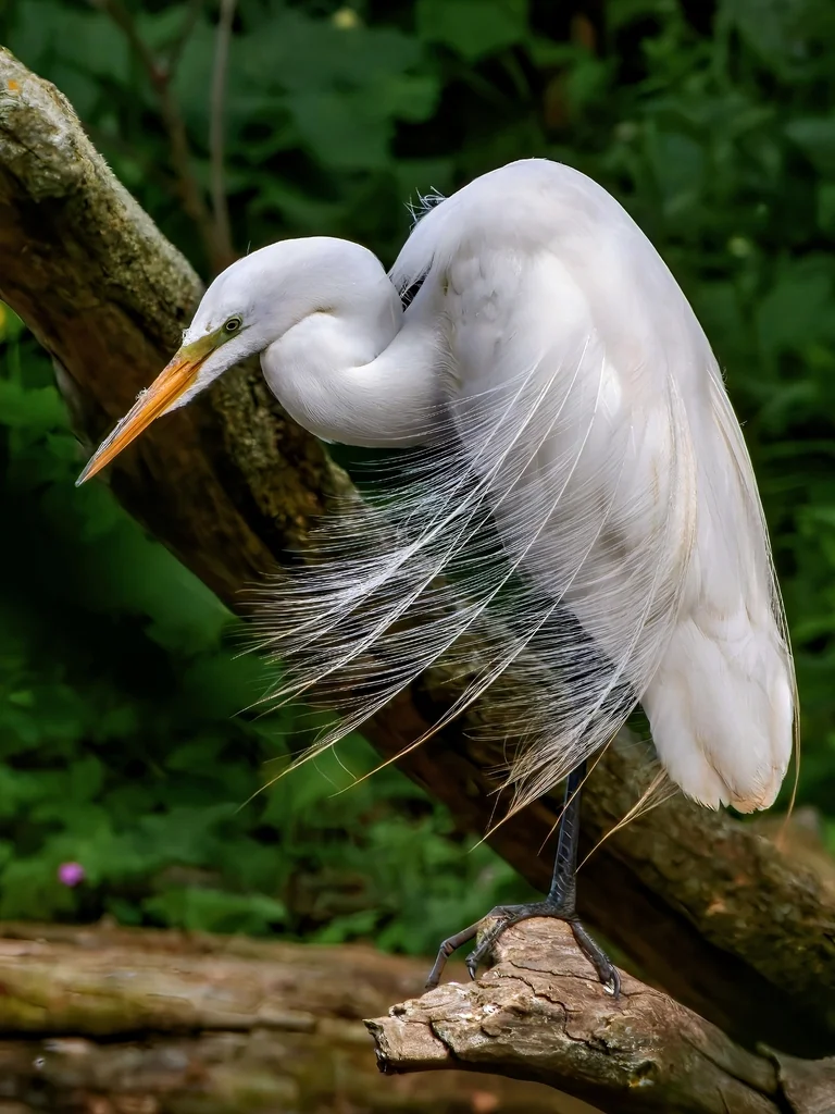 大白鹭(Ardea alba)